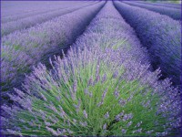 /album/magnifico/lavandula-officinalis-alfazema-jpg/